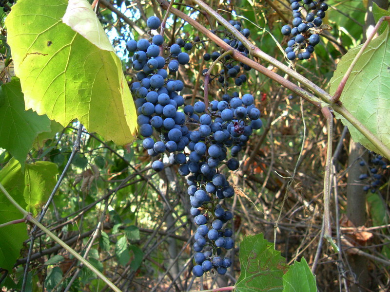 Uva rinselvatichita - cfr. Vitis vinifera ssp. sylvestris