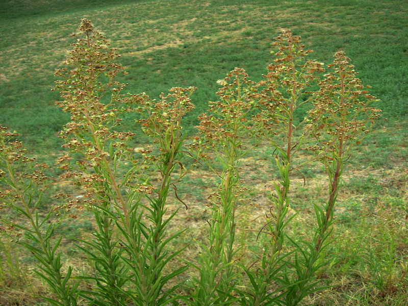 Colline dei calanchi 4 - Erigeron sp.