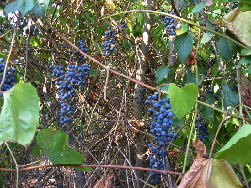 Uva rinselvatichita - cfr. Vitis vinifera ssp. sylvestris