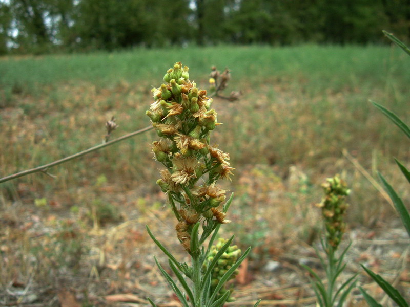 Colline dei calanchi 4 - Erigeron sp.