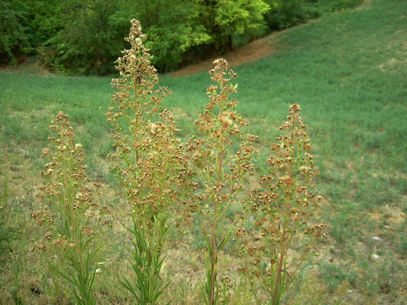 Colline dei calanchi 4 - Erigeron sp.