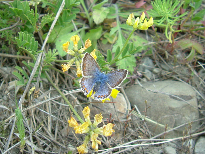 Polyommatus icarus