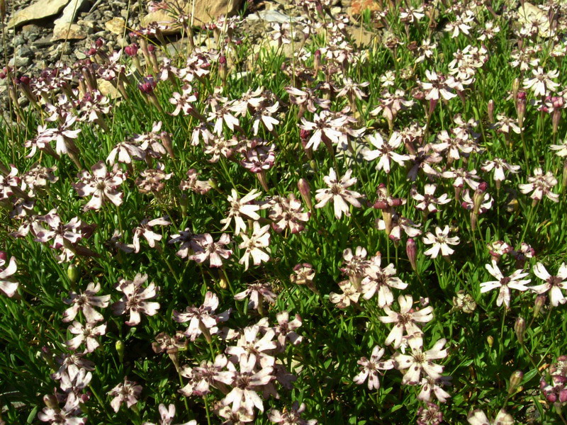 Silene saxifraga / Silene sassifraga
