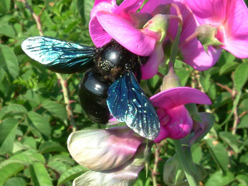 Xilocopa sp. e Bombus pascuorum.