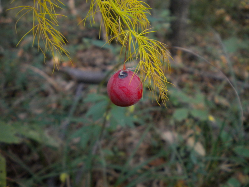 Asparagus tenuifolius / Asparago selvatico