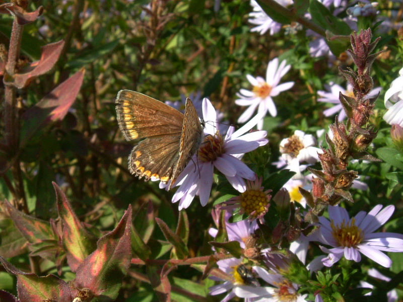 Polyommatus icarus