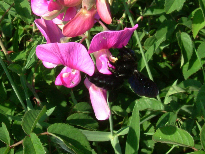 Xilocopa sp. e Bombus pascuorum.