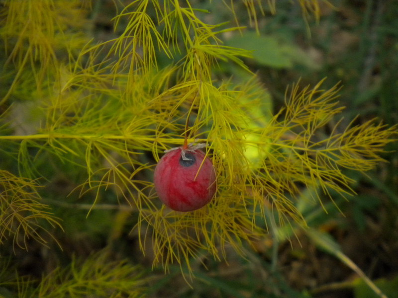 Asparagus tenuifolius / Asparago selvatico