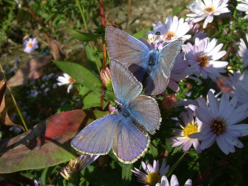 Polyommatus icarus