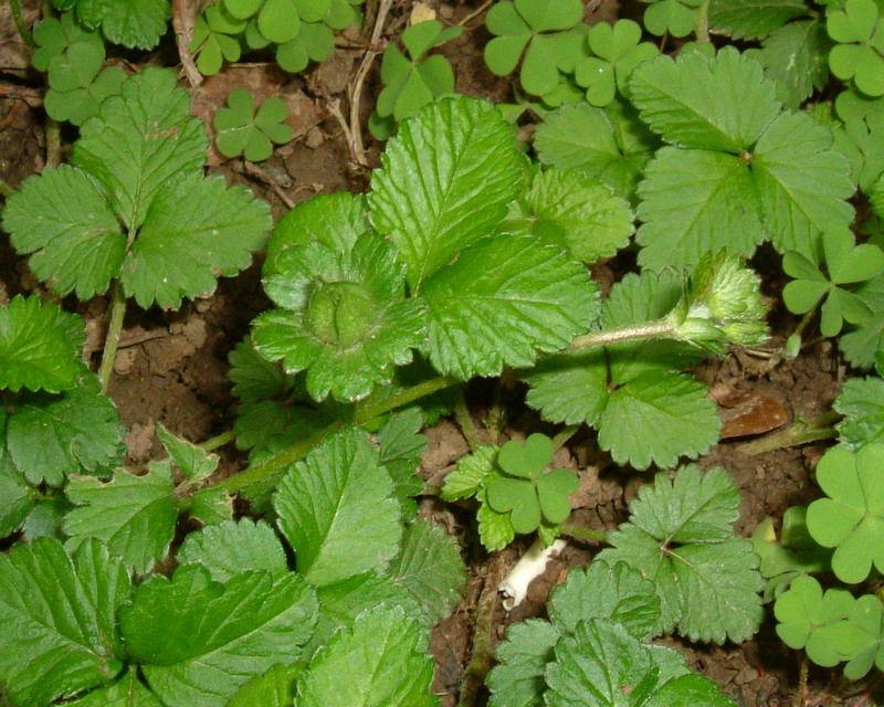 Giallo e strisciante - Duchesnea indica