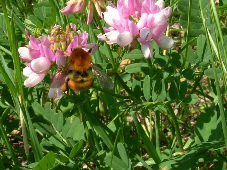 Xilocopa sp. e Bombus pascuorum.