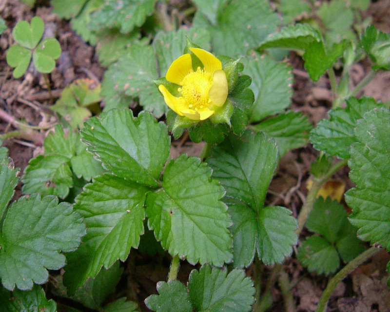 Giallo e strisciante - Duchesnea indica