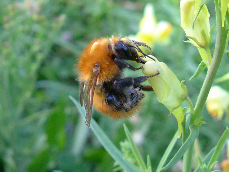 Bombus pascuorum