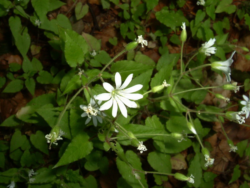 Stellaria nemorum / Centocchio dei boschi