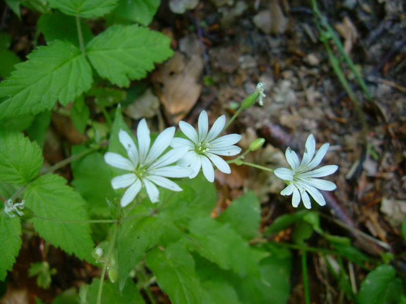 Stellaria nemorum / Centocchio dei boschi