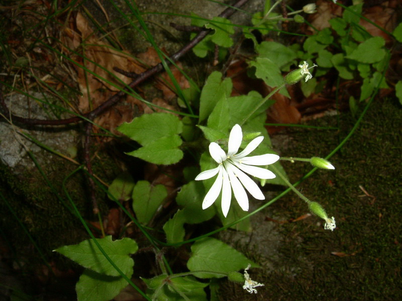 Stellaria nemorum / Centocchio dei boschi