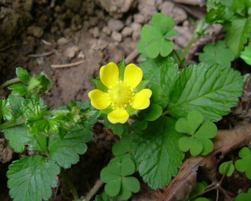 Giallo e strisciante - Duchesnea indica