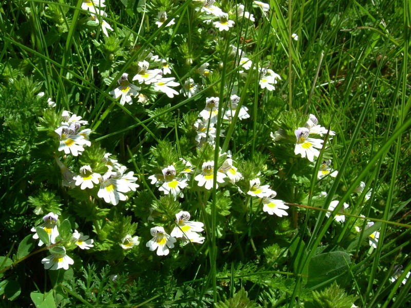 Parco dello Stelvio1 - Euphrasia sp.
