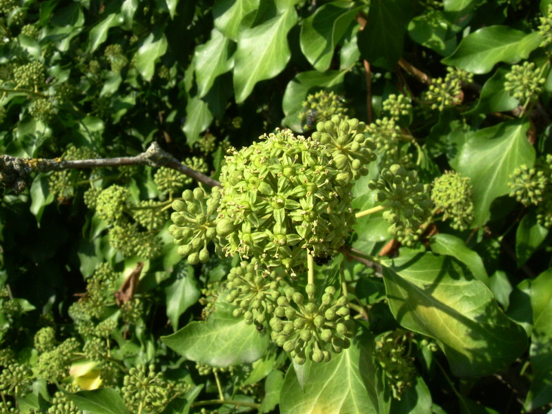 Hedera helix / Edera