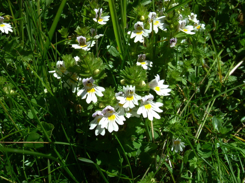Parco dello Stelvio1 - Euphrasia sp.