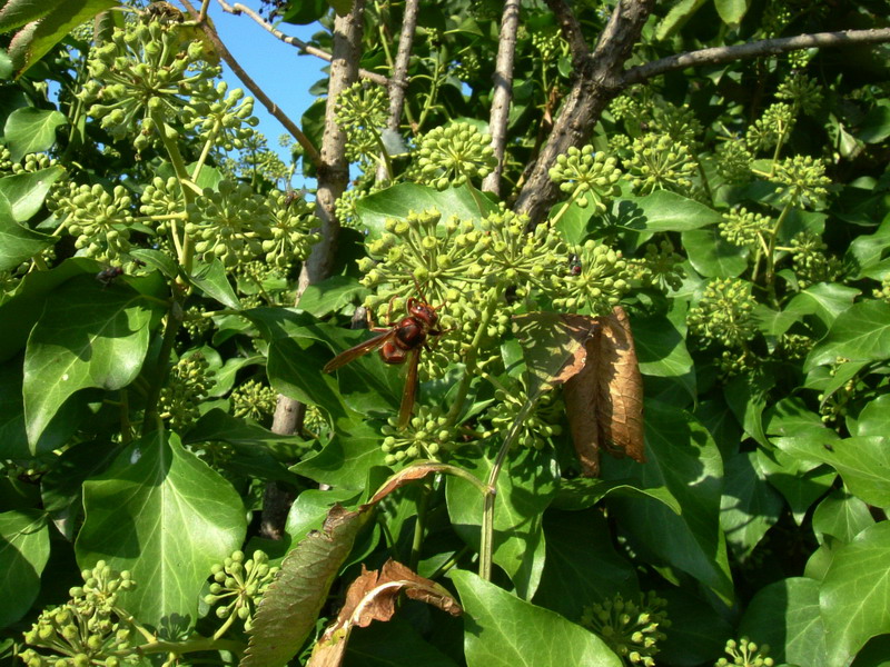 Hedera helix / Edera