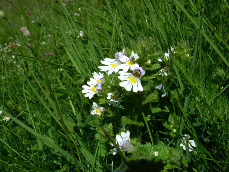 Parco dello Stelvio1 - Euphrasia sp.