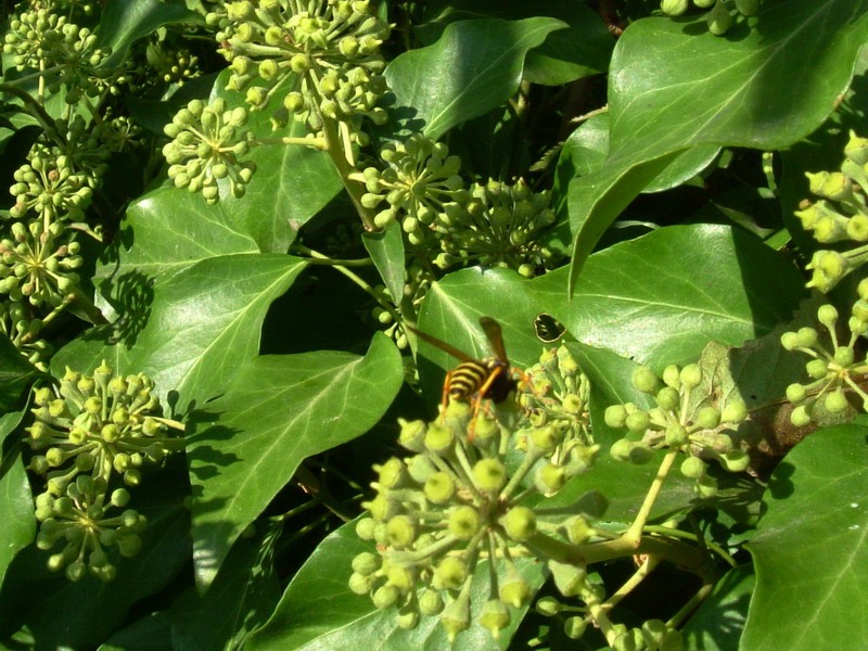 Hedera helix / Edera