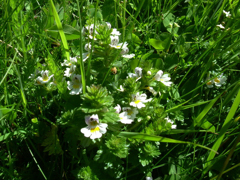 Parco dello Stelvio1 - Euphrasia sp.