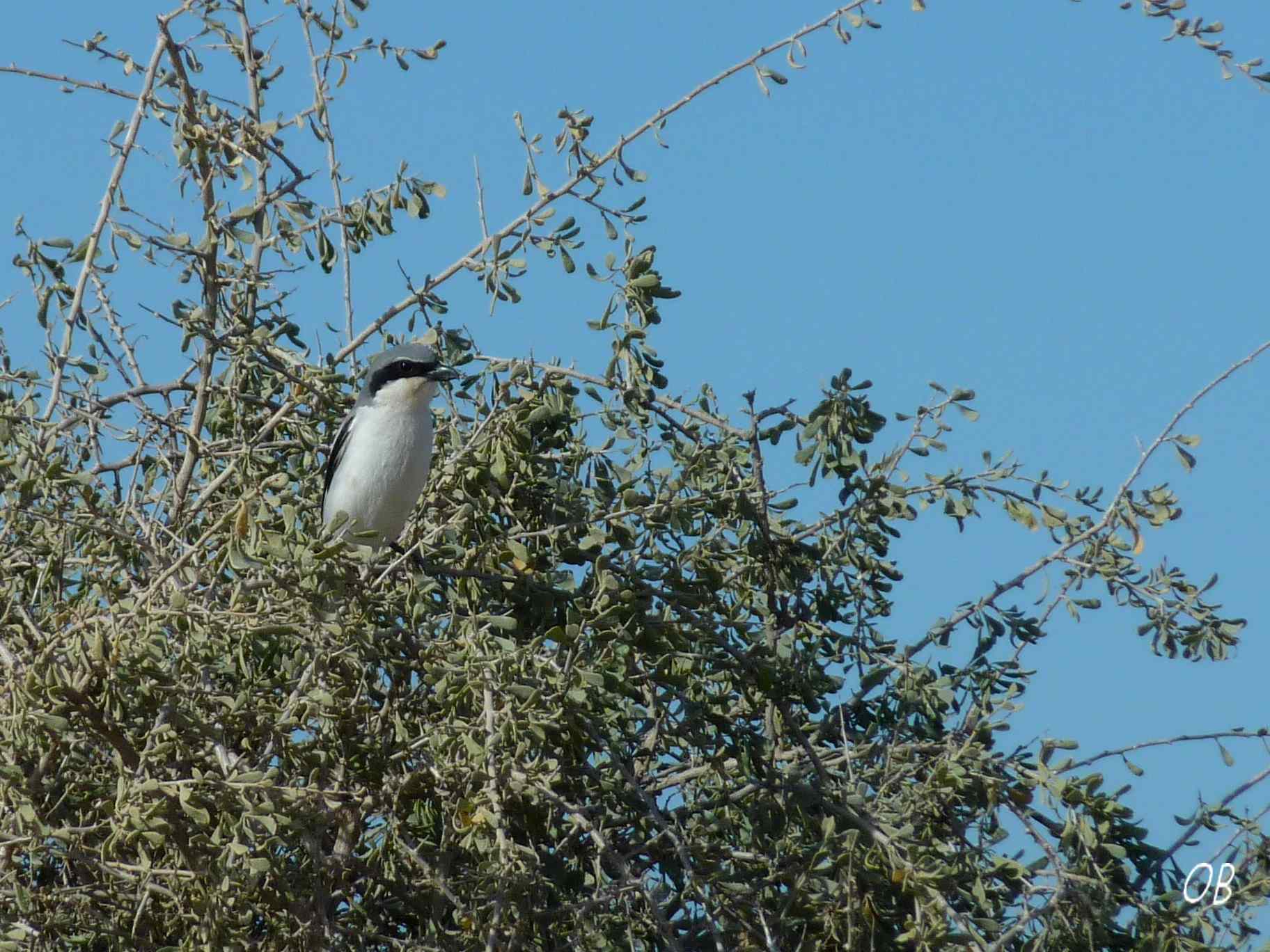 Averla maggiore - Tunisia