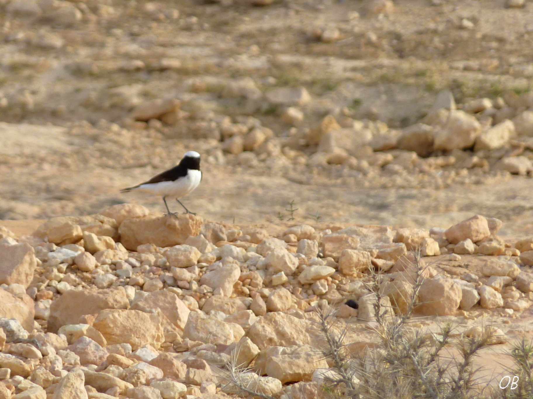 Monachella lamentosa - Tunisia