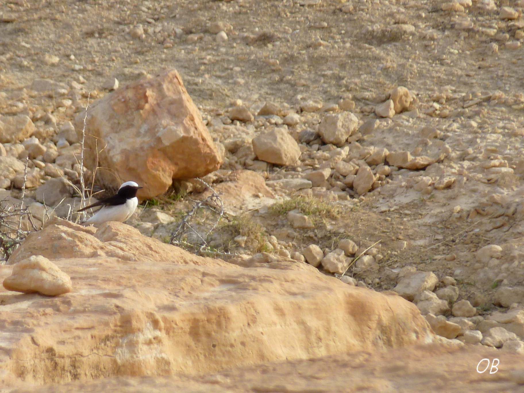 Monachella lamentosa - Tunisia