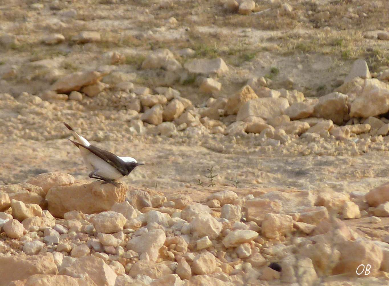 Monachella lamentosa - Tunisia