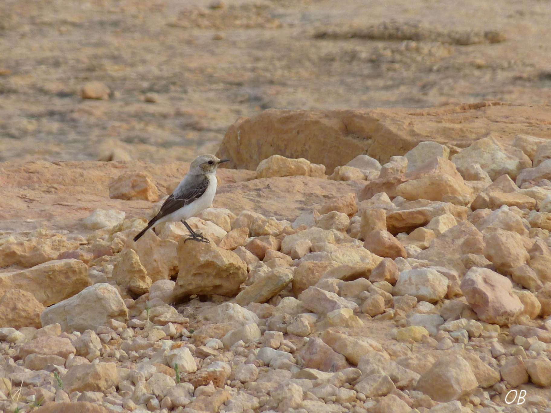Monachella lamentosa - Tunisia