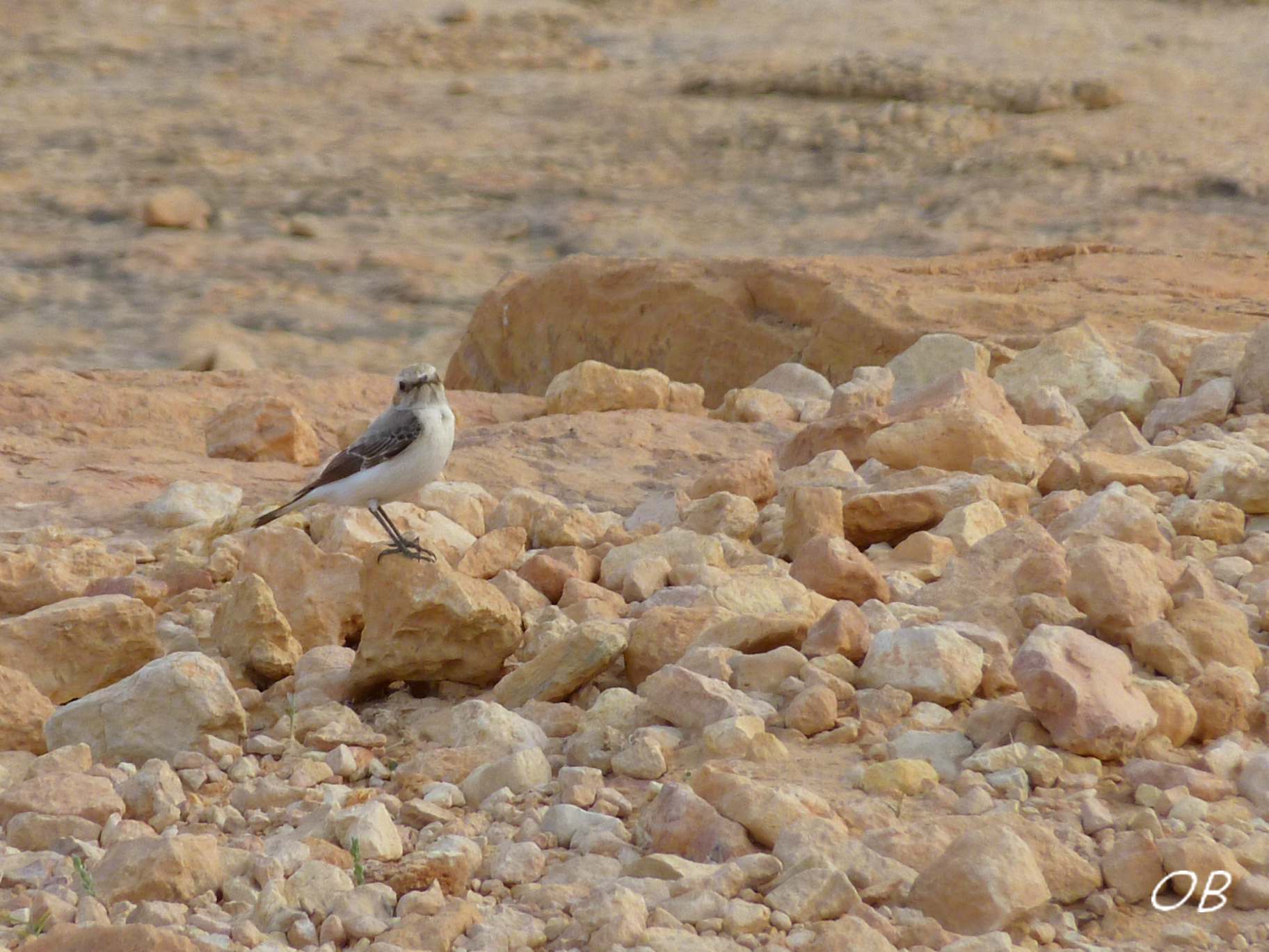 Monachella lamentosa - Tunisia