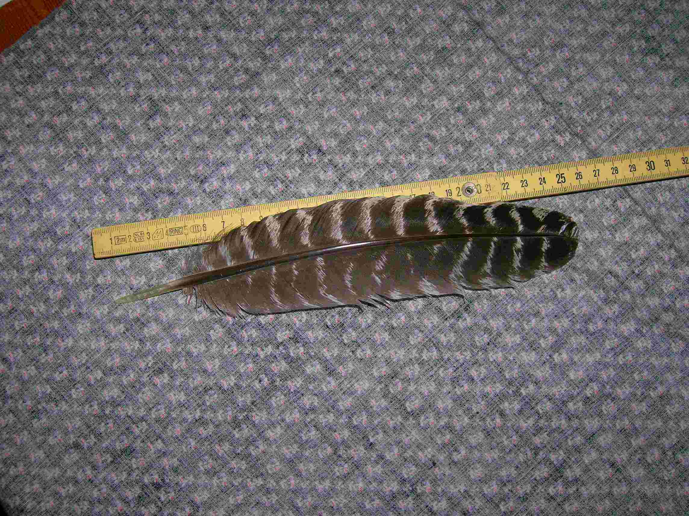 Penna di... ?Tacchino
