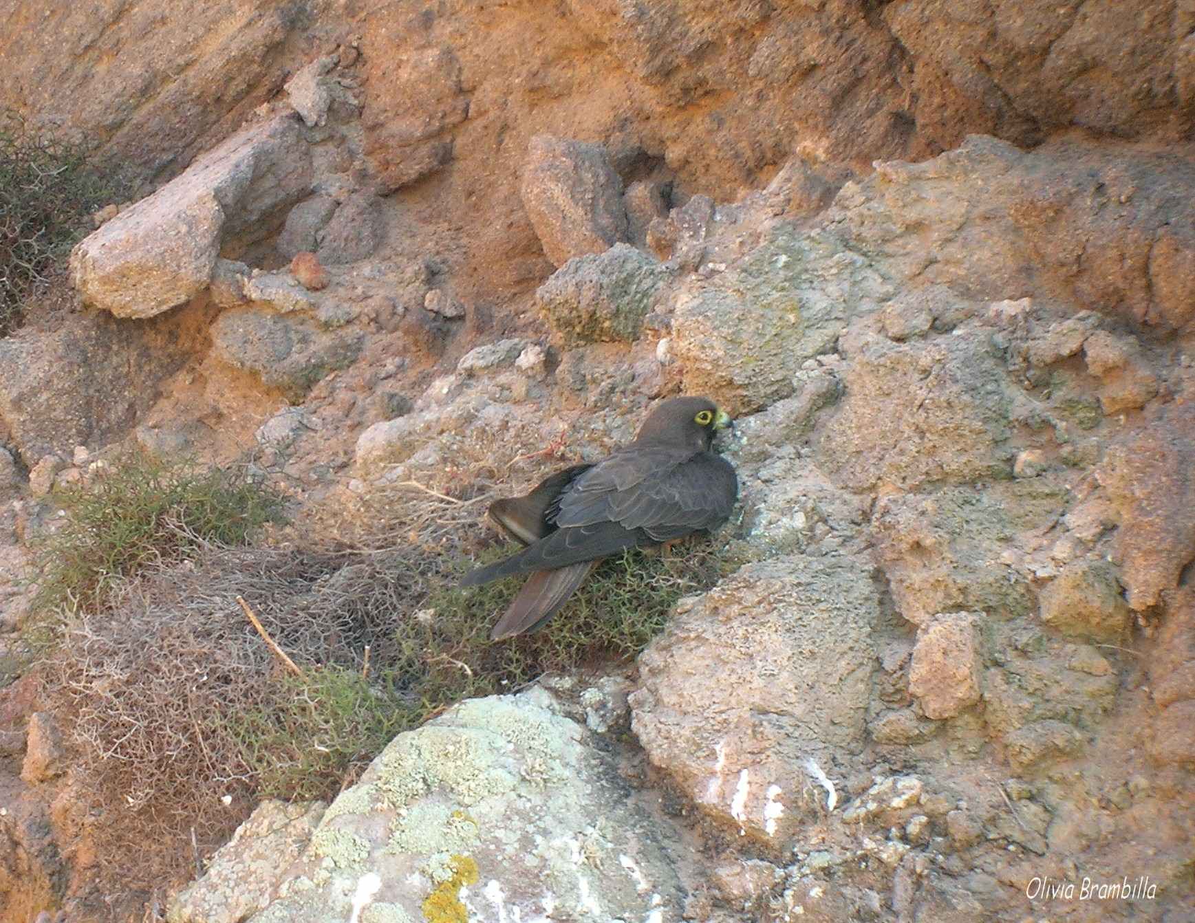 Falco della Regina - Isola di San Pietro