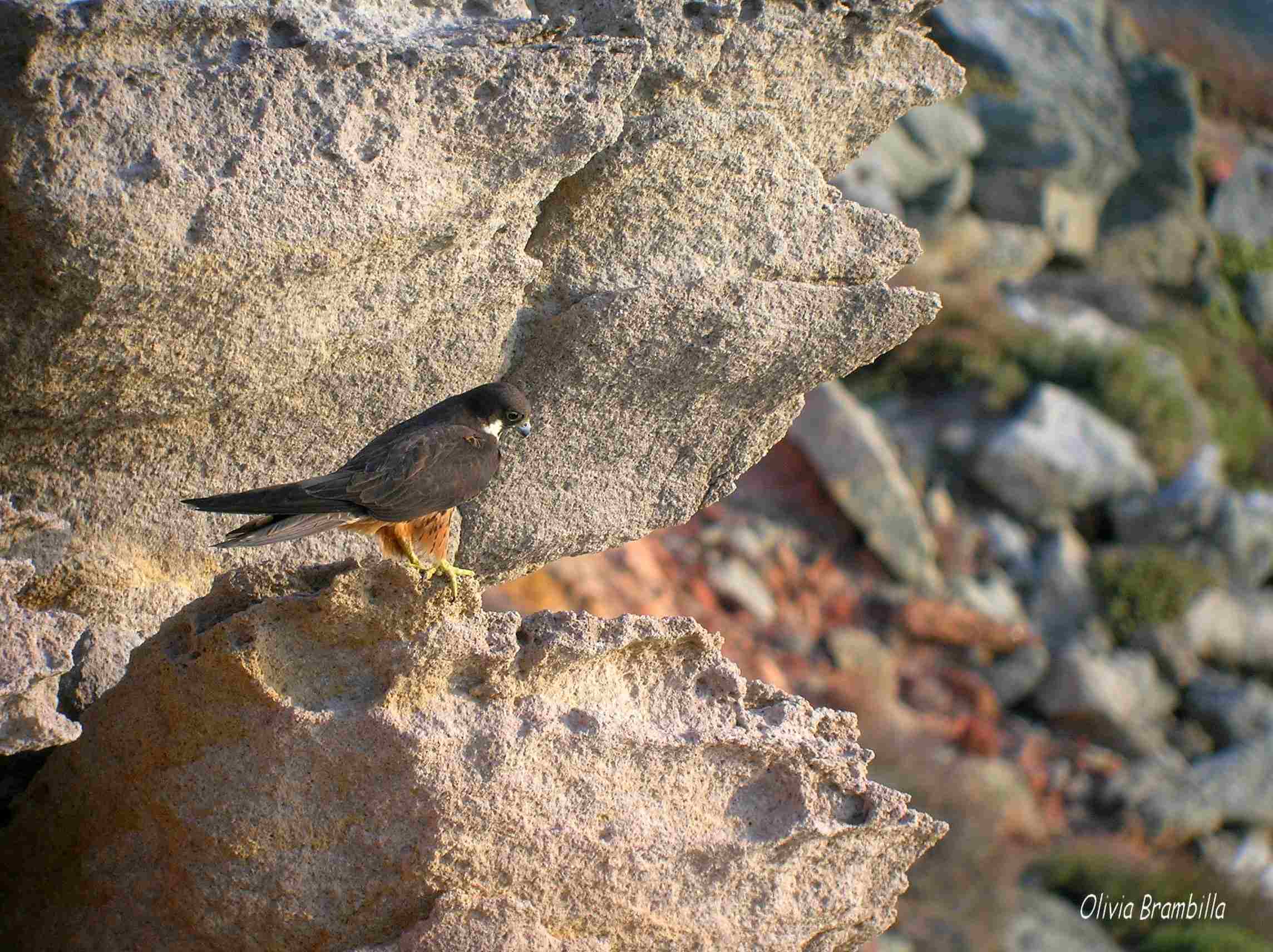 Falco della Regina - Isola di San Pietro