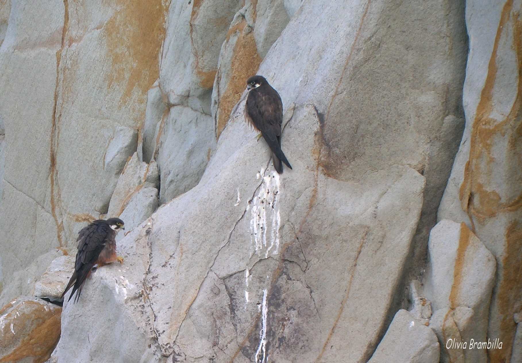Falco della Regina - Isola di San Pietro