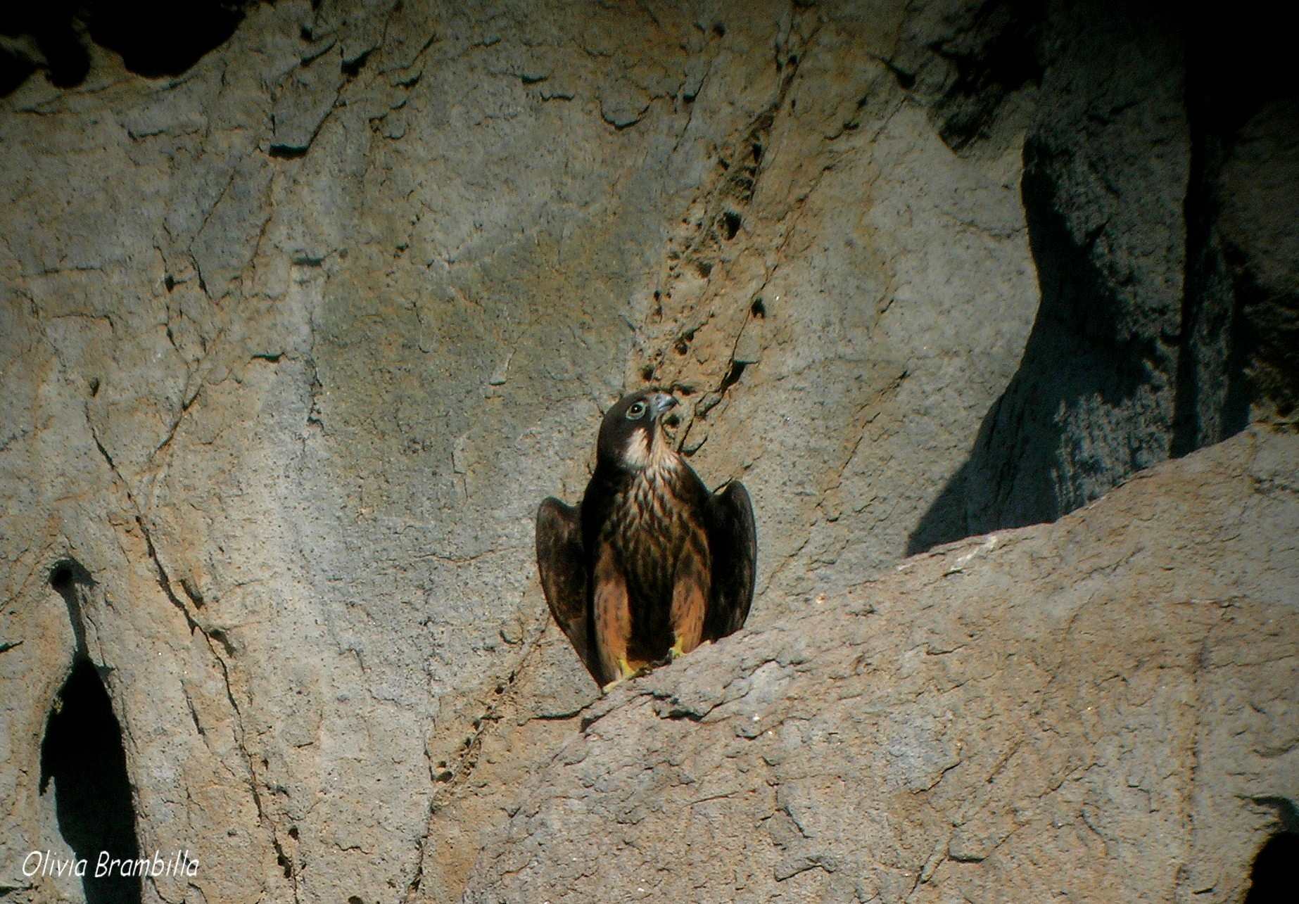 Falco della Regina - Isola di San Pietro