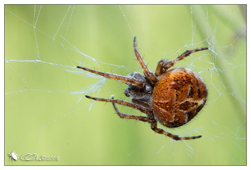 Agalenatea redii - Araneidae