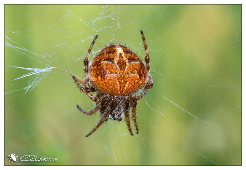 Agalenatea redii - Araneidae