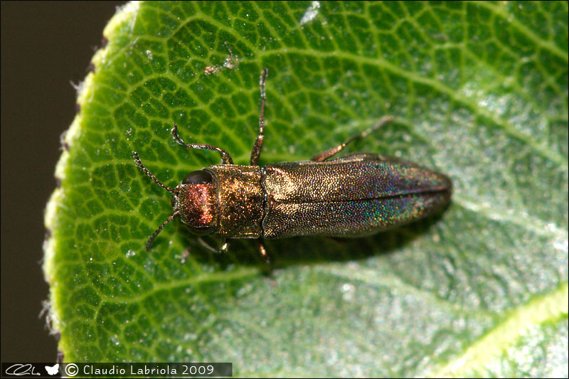 Agrilus sp. - Buprestidae