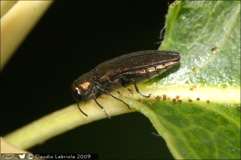 Agrilus sp. - Buprestidae