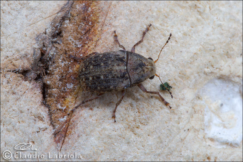 Araecerus fasciculatus - Anthribidae