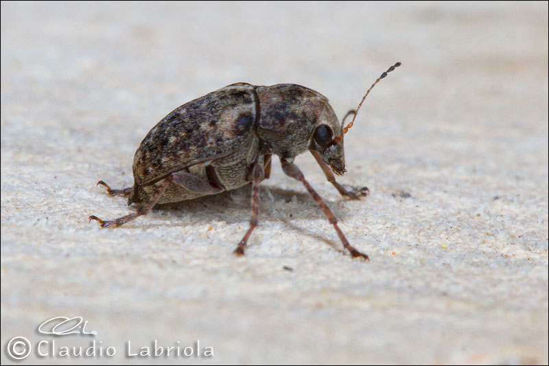 Araecerus fasciculatus - Anthribidae