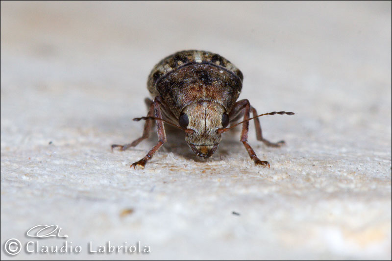 Araecerus fasciculatus - Anthribidae