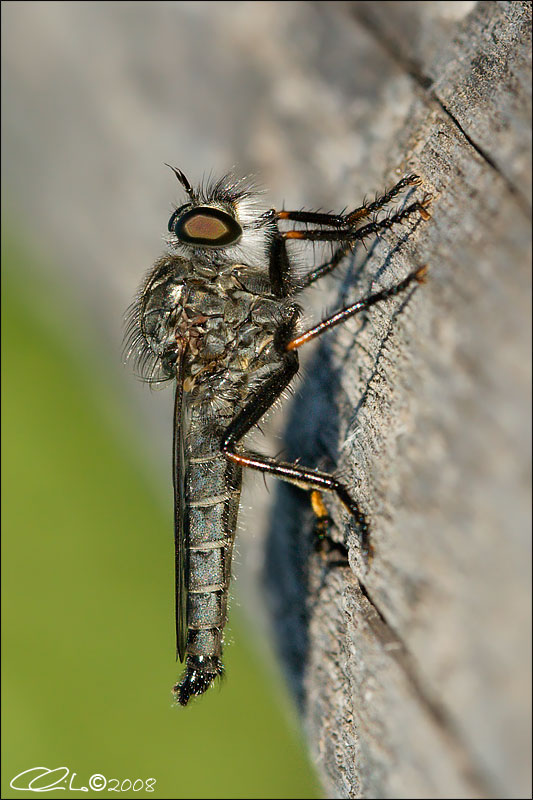 Machimus sp.(maschio)  - Asilidae (da confermare)