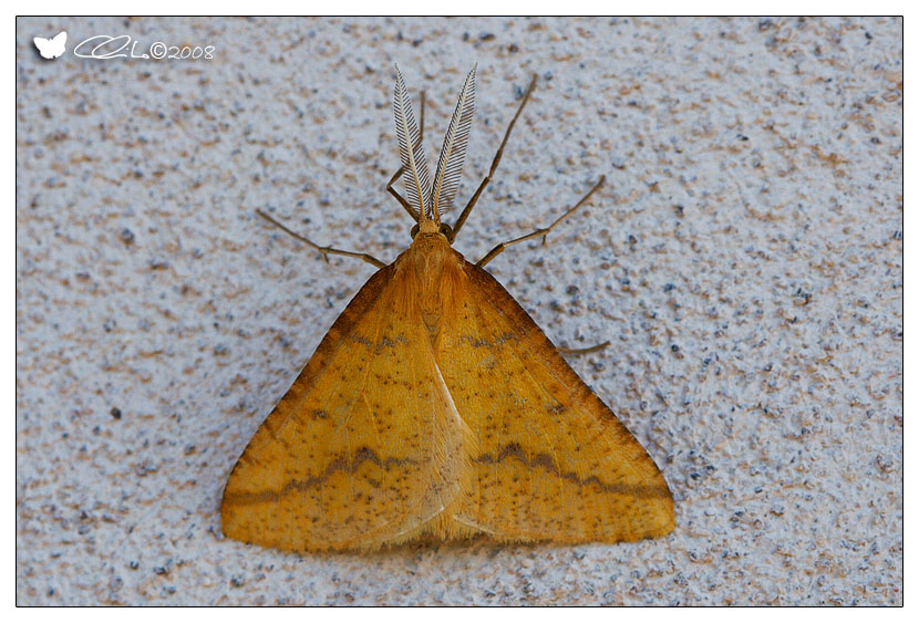 Aspitates ochrearia - Geometridae Ennominae (Adulto)