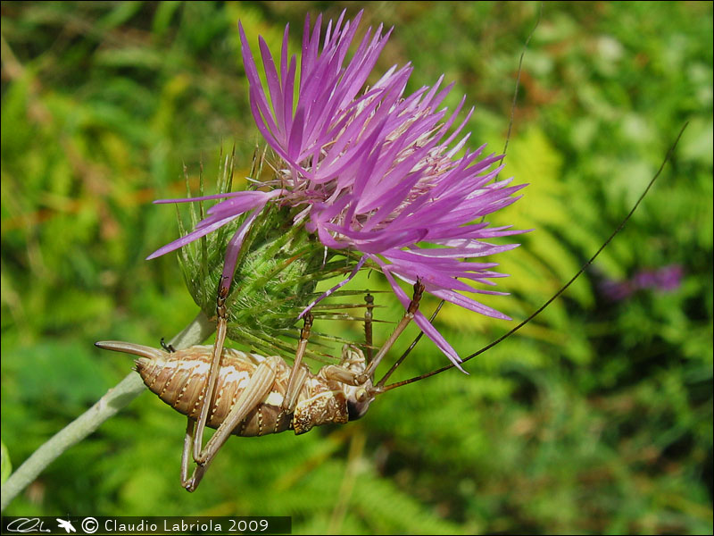 Uromenus (Bolivarius) elegans - Bradyporidae