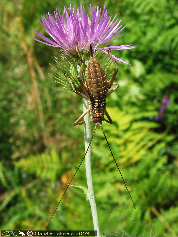 Uromenus (Bolivarius) elegans - Bradyporidae